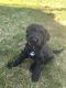 Labradoodle Puppies for sale in Wenatchee, WA 98801, USA. price: NA