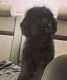 Labradoodle Puppies for sale in Worcester, MA, USA. price: NA