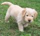 Labradoodle Puppies for sale in Winston-Salem, NC, USA. price: NA