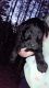 Labradoodle Puppies for sale in Wittenberg, WI 54499, USA. price: NA