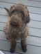 Labradoodle Puppies for sale in Denver, CO, USA. price: NA