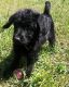 Labradoodle Puppies for sale in Decatur, GA 30034, USA. price: NA