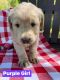 Labradoodle Puppies for sale in McAlester, OK 74501, USA. price: NA