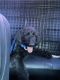 Labradoodle Puppies for sale in Las Vegas, NV 89128, USA. price: $800