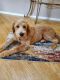 Labradoodle Puppies for sale in Oceanside, CA, USA. price: $2,400