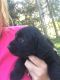 Labradoodle Puppies for sale in Buffalo, MO 65622, USA. price: NA