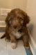 Labradoodle Puppies for sale in Atlanta, GA, USA. price: $1,800