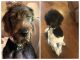 Labradoodle Puppies for sale in Braselton, GA, USA. price: NA