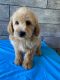 Labradoodle Puppies for sale in Richmond, IL 60071, USA. price: $2,750
