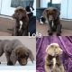 Labradoodle Puppies for sale in Colorado City, AZ 86021, USA. price: NA