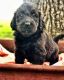 Labradoodle Puppies for sale in Creal Springs, IL 62922, USA. price: NA