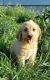 Labradoodle Puppies for sale in Kalona, IA 52247, USA. price: $1,000