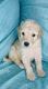 Labradoodle Puppies for sale in Main St, Horse Cave, KY 42749, USA. price: $550