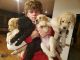 Labradoodle Puppies for sale in Hastings, MI 49058, USA. price: NA