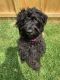 Labradoodle Puppies for sale in Prince George's County, MD, USA. price: $1,200