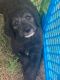 Labradoodle Puppies for sale in Hickory Grove, SC 29717, USA. price: $1,000