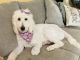 Labradoodle Puppies for sale in Cullman, AL, USA. price: $2,000