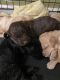 Labradoodle Puppies for sale in Clarksville, TN, USA. price: $1,600