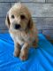Labradoodle Puppies for sale in Richmond, IL 60071, USA. price: $2,500