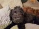 Labradoodle Puppies for sale in Wixom, MI, USA. price: NA