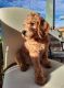Labradoodle Puppies for sale in Cuyahoga Falls, OH, USA. price: $1,500