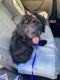 Labradoodle Puppies for sale in Attleboro, MA, USA. price: $3,500