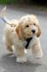 Labradoodle Puppies for sale in Phoenix, AZ, USA. price: NA