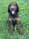 Labradoodle Puppies for sale in Versailles, KY 40383, USA. price: $850