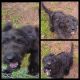 Labradoodle Puppies for sale in Stillwater, OK, USA. price: $350