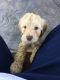 Labradoodle Puppies for sale in Placer County, CA, USA. price: $2,750