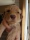 Labradoodle Puppies for sale in Cumming, GA 30041, USA. price: NA