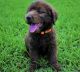 Labradoodle Puppies for sale in Tarboro, NC 27886, USA. price: NA