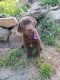 Labradoodle Puppies for sale in Malvern, AR 72104, USA. price: NA