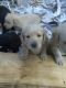Labradoodle Puppies for sale in Moreno Valley, CA 92555, USA. price: NA