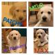 Labradoodle Puppies for sale in Windermere, FL 34786, USA. price: NA