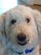 Labradoodle Puppies for sale in Henderson, NV, USA. price: $1,100
