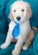 Labradoodle Puppies for sale in Fontana, CA 92334, USA. price: NA