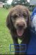 Labradoodle Puppies for sale in Larose, LA, USA. price: NA