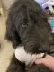 Labradoodle Puppies for sale in Painesville, OH 44077, USA. price: NA