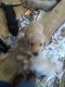 Labradoodle Puppies for sale in Moreno Valley, CA 92555, USA. price: $800