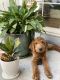 Labradoodle Puppies for sale in Martinez, CA 94553, USA. price: $1,800
