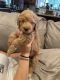 Labradoodle Puppies for sale in Weaverville, CA, USA. price: NA