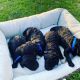 Labradoodle Puppies for sale in Chatsworth, GA 30705, USA. price: NA