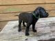Labradoodle Puppies for sale in Dalton, GA, USA. price: NA