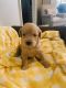 Labradoodle Puppies for sale in Mars Hill, NC 28754, USA. price: NA