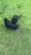 Labradoodle Puppies for sale in Lilburn, GA 30047, USA. price: NA