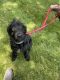 Labradoodle Puppies for sale in Holland, MI 49423, USA. price: NA