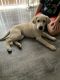 Labrador Retriever Puppies for sale in St. Louis, MO, USA. price: $700