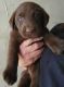 Labrador Retriever Puppies for sale in Chadbourn, NC 28431, USA. price: $1,000