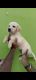 Labrador Retriever Puppies for sale in Raj Nagar Extension, Ghaziabad, Uttar Pradesh, India. price: 12000 INR